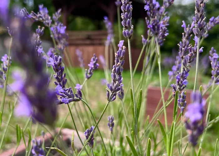 Apartment Dom Nad Jeziorami